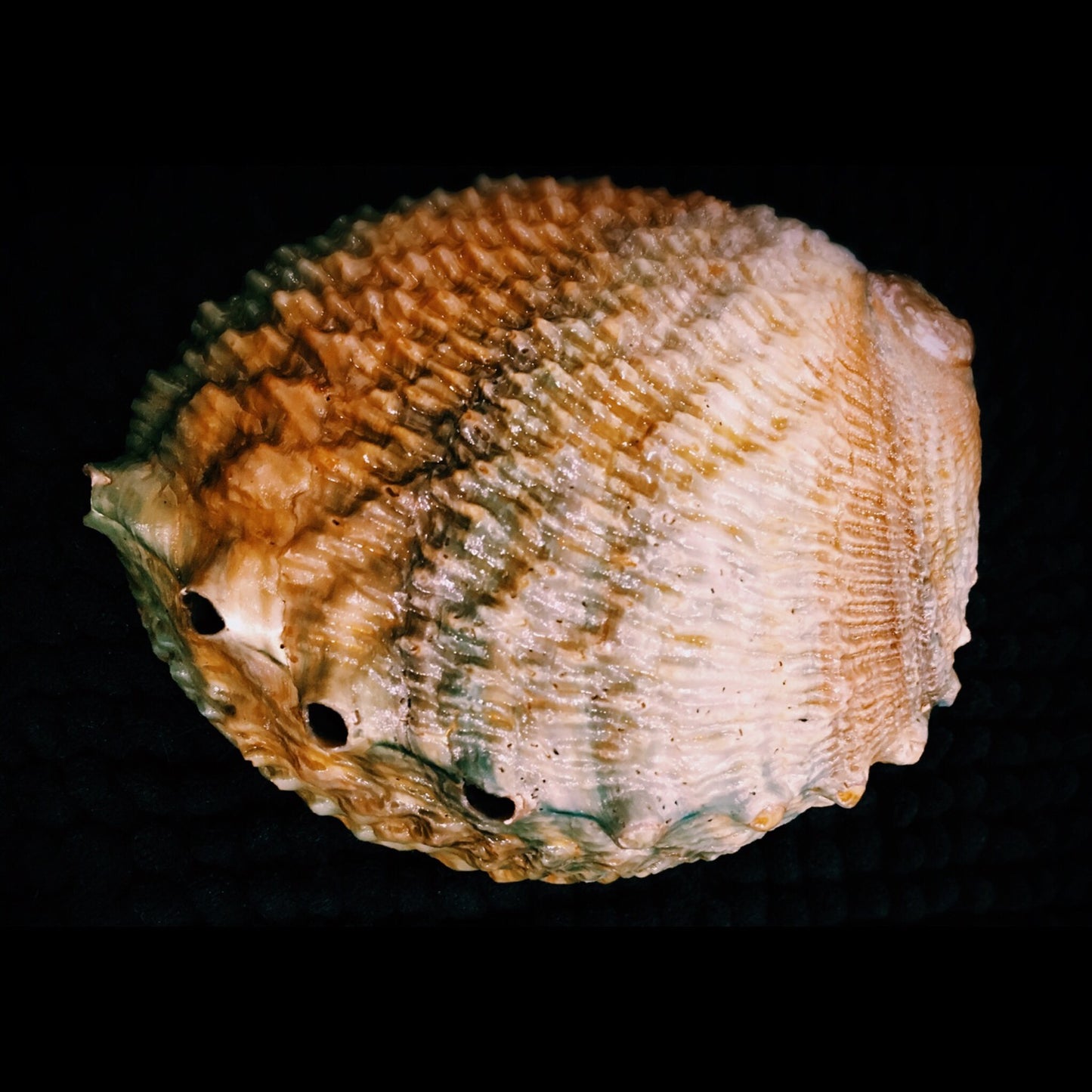 Abalone Shell image 1