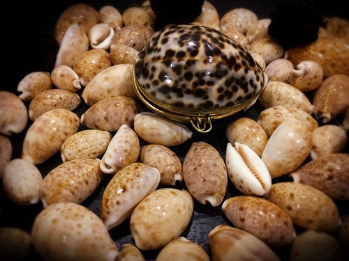Seashell Salves &  Lip balm image 2