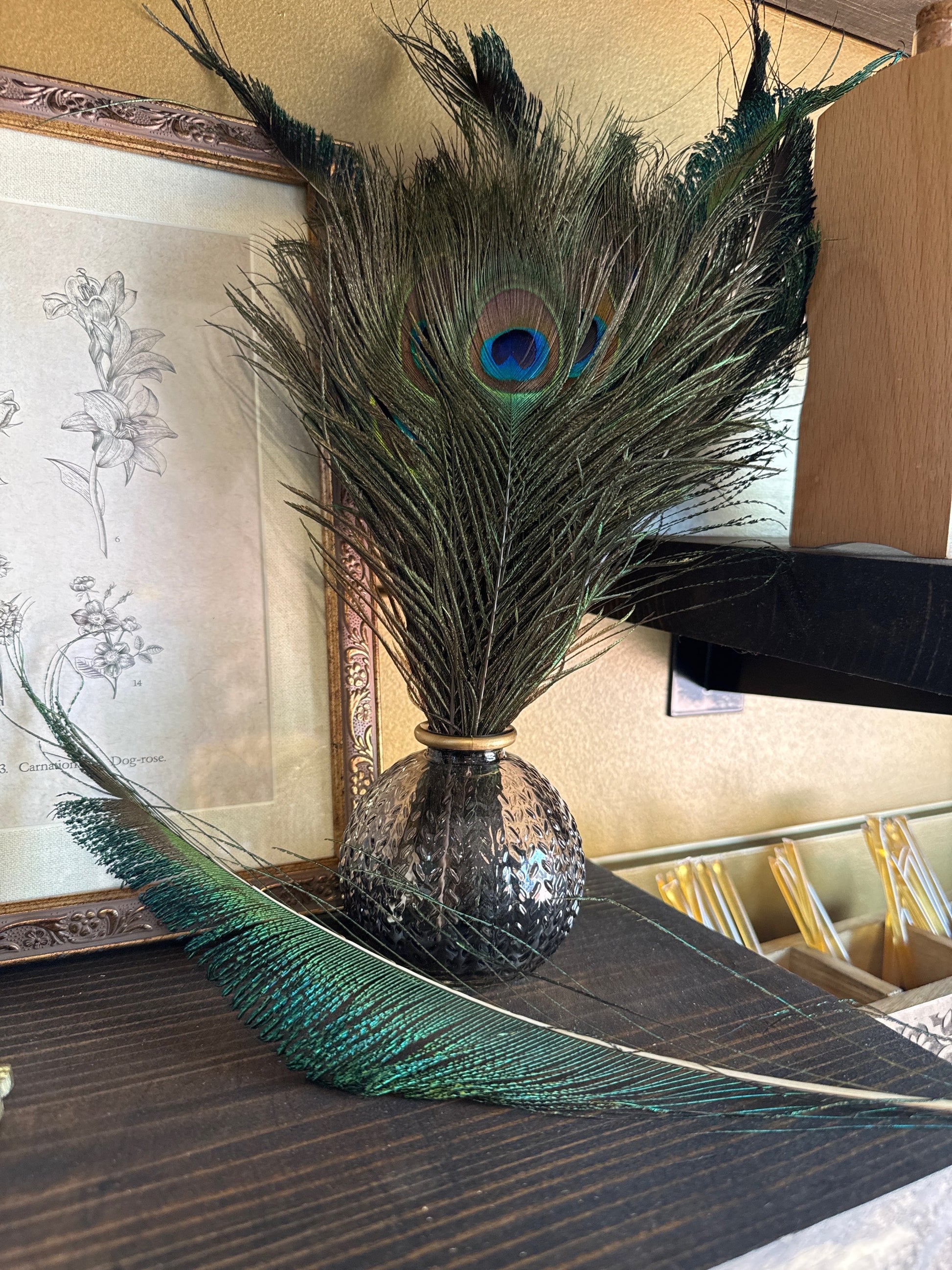 Peacock Feathers image 0