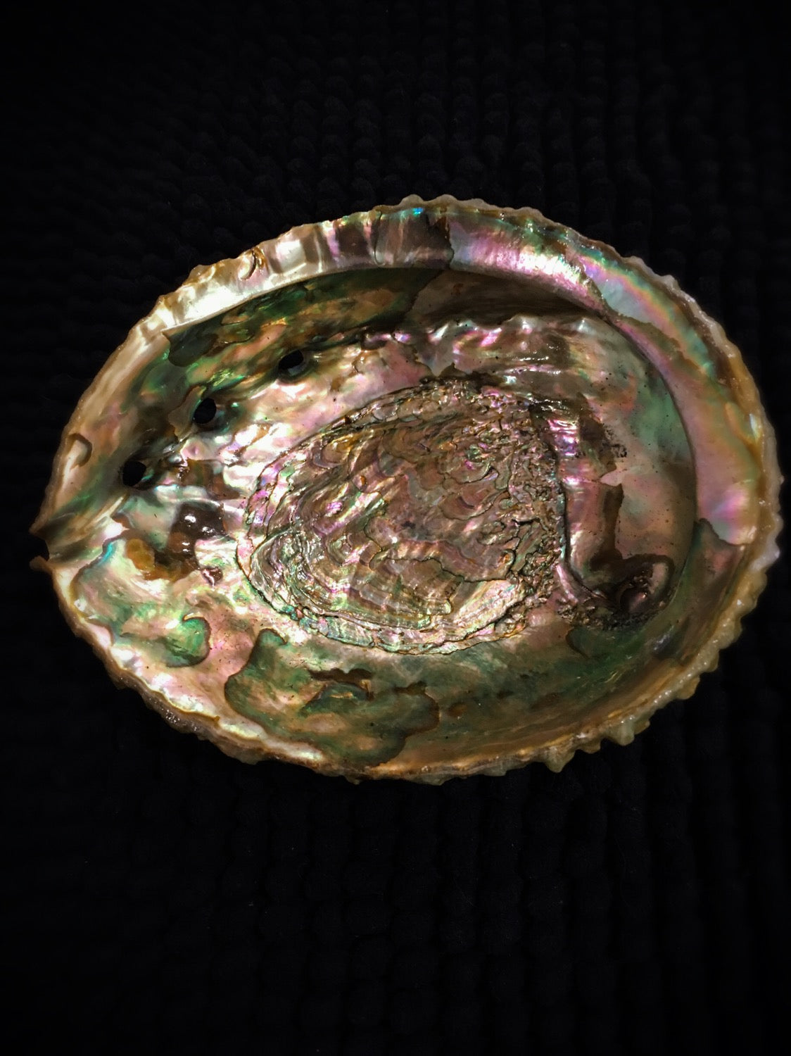 Abalone Shell image 0