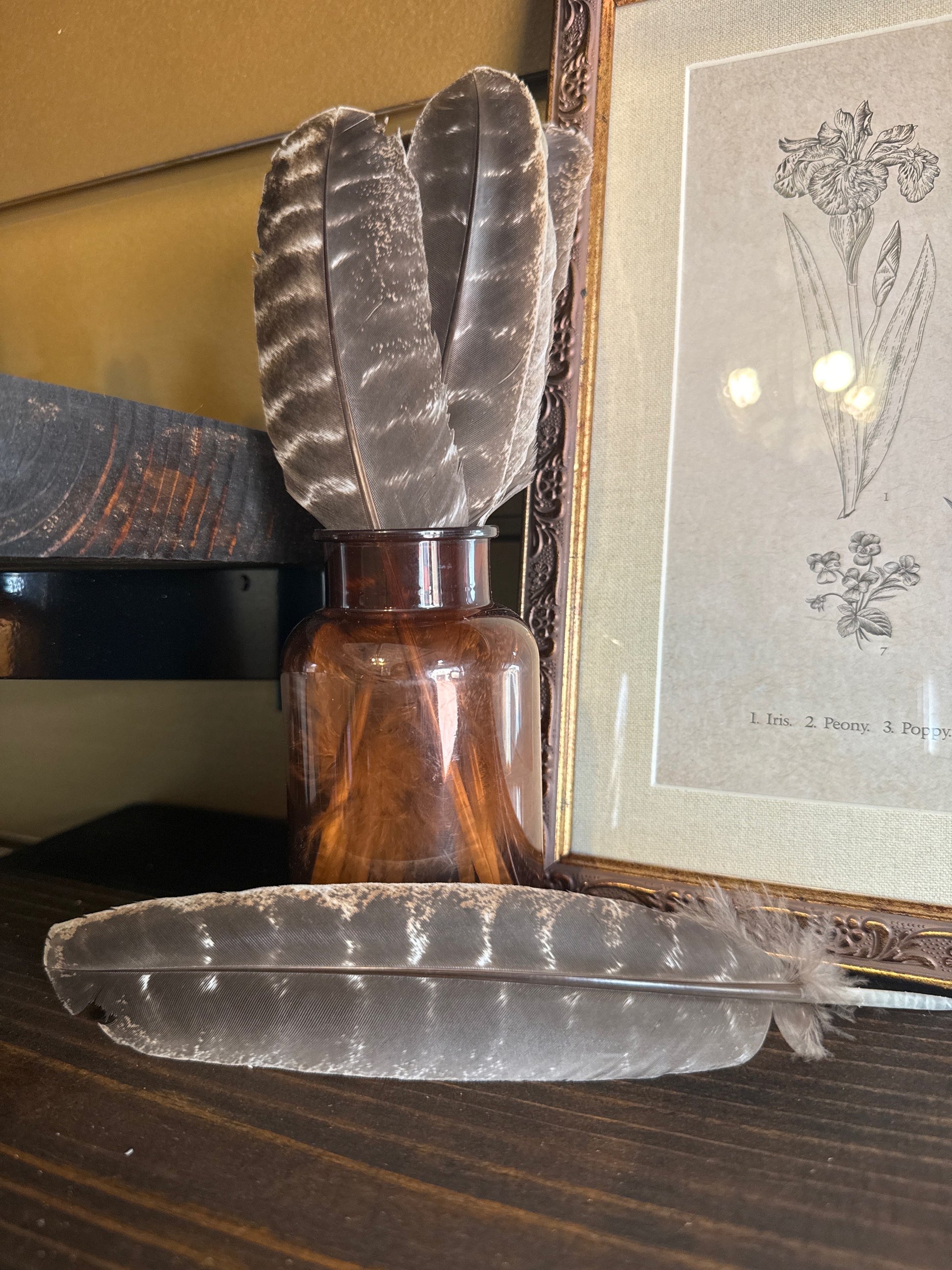 Pheasant Feather | Altar Tools image 0