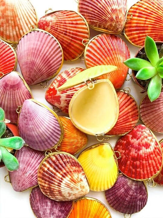 Seashell Salves &  Lip balm image 0
