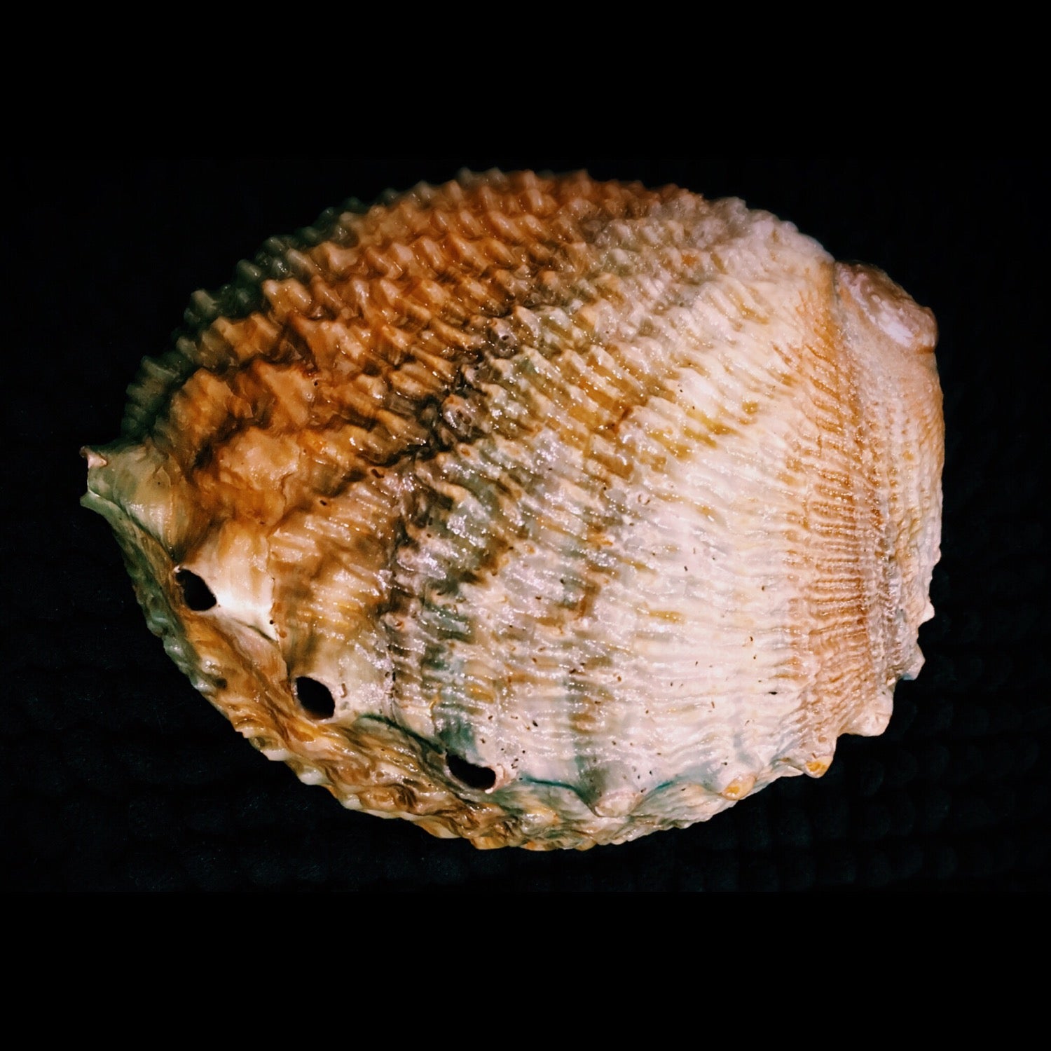 Abalone Shell image 1